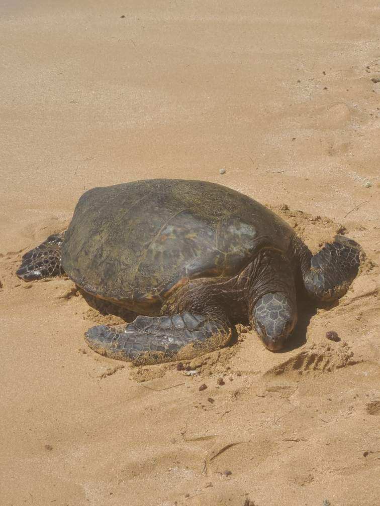 Laniakea Beach Sea Turtles