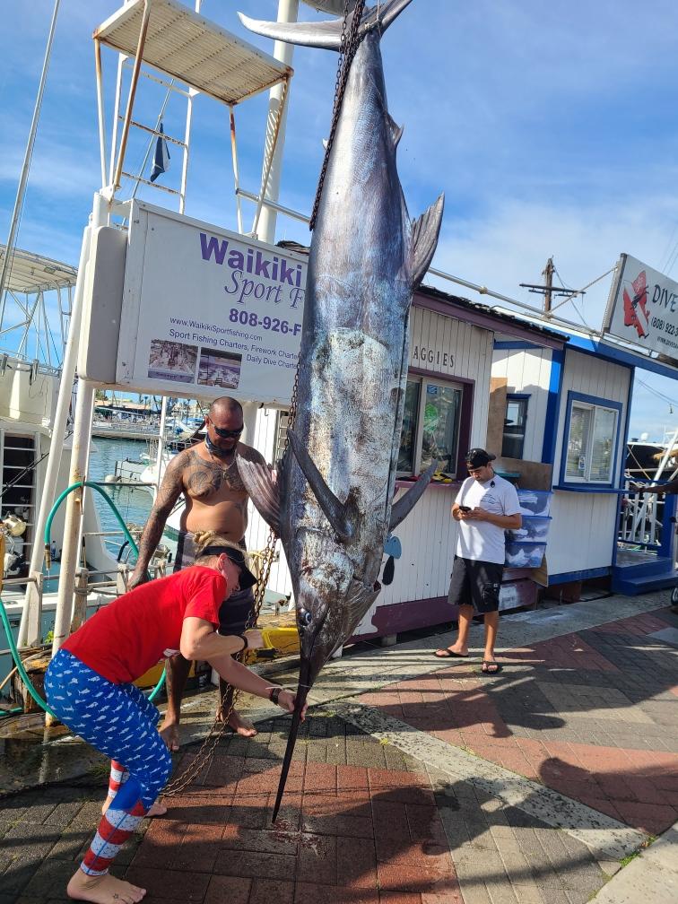 Record Blue Marlin caught